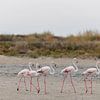 Flamants roses (Phoenicopterus roseus) sur Dirk Rüter