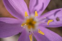Macro crocus panaché violet, crocus des Alpes