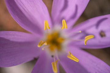 Violett gefärbter Krokus Makro, Alpenkrokus von John Ozguc