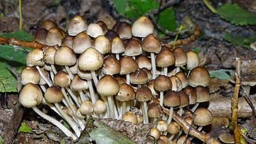 paddenstoel van Foto Shooter