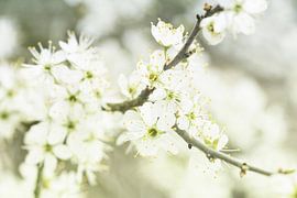 blühen von Jessica Berendsen