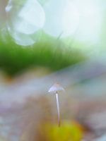 Feiner, kleiner Pilz: Helmling mit Bokeh