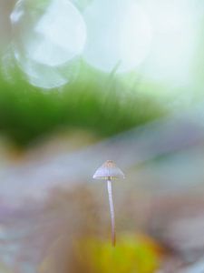 Feiner, kleiner Pilz: Helmling mit Bokeh
