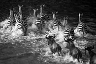 Zebra Crossing van Marijn Heuts thumbnail