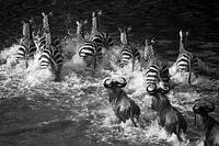 Zebra Crossing