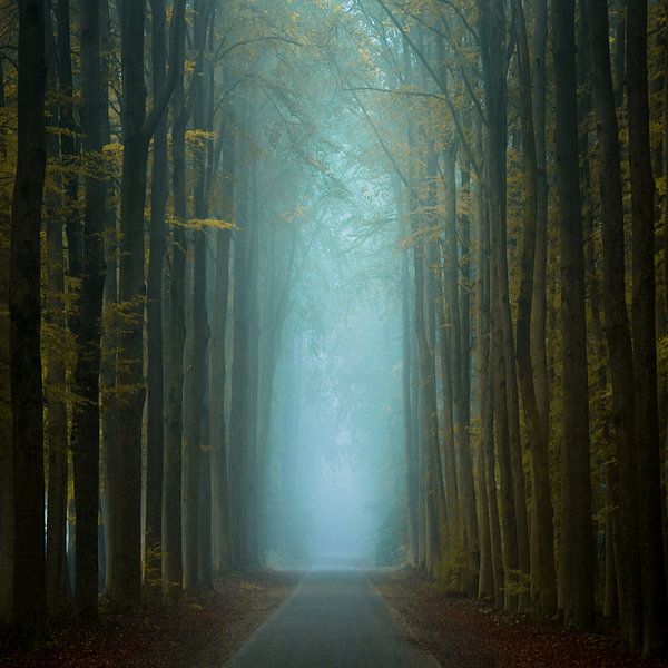 Autumn Squared van Martin Podt