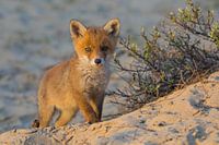 Junger Fuchs