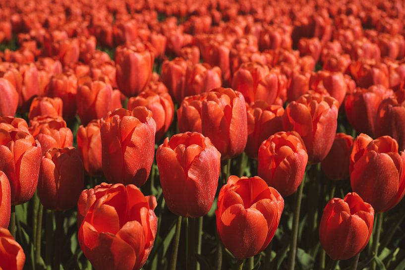 Rode tulpen by Erika Gallegos