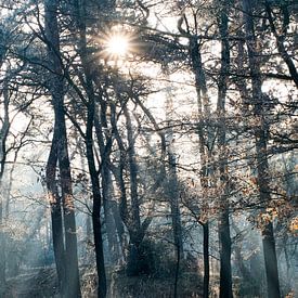 Forêt d'éveil sur Joshua van Nierop