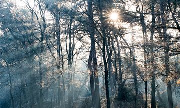 Erwachender Wald von Joshua van Nierop