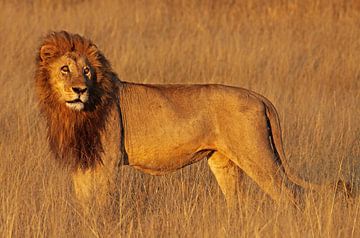 Lion in the morning light - Africa wildlife by W. Woyke