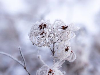 Waldrebe (Clematis vitalba) an einem frostigen Wintertag