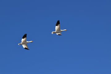 Snow geese in spring by Claude Laprise
