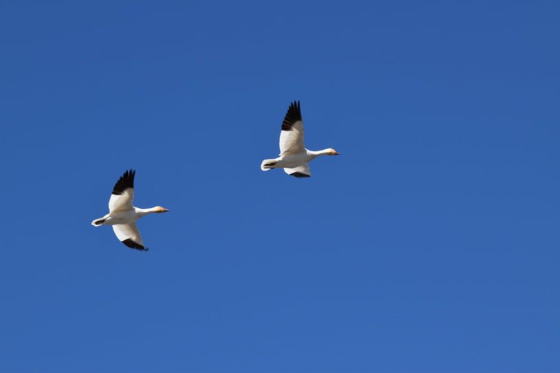 Des oies des neiges au printemps par Claude Laprise