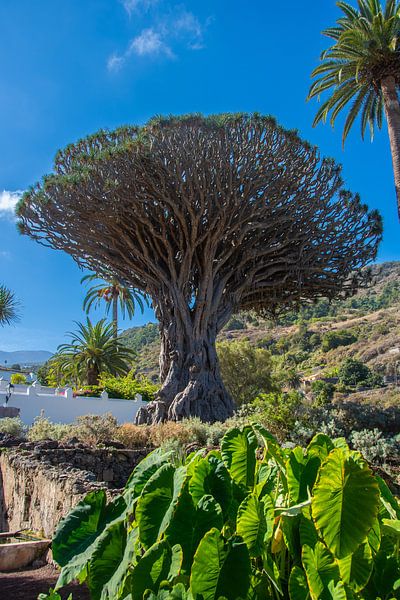 Le "Drago Milenario" est un dragonnier des Canaries à Icod de los Vinos, sur l'île de Ténériffe. par David Esser