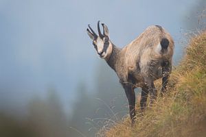 Gämse ( Rupicapra rupicapra ) steht in einem steilen Hang mit alpiner Vegetation und blickt zurück