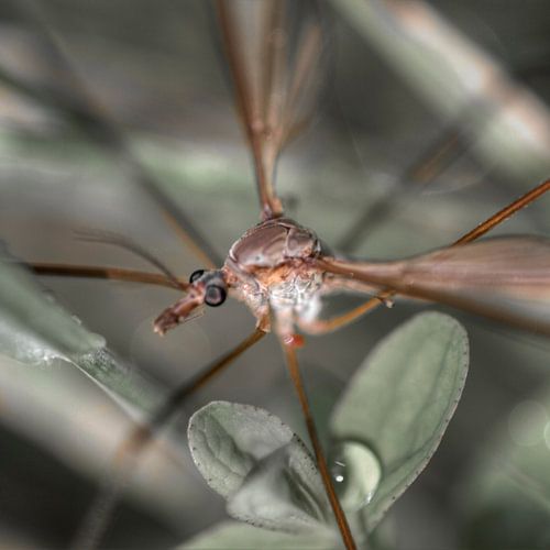 Crane Fly