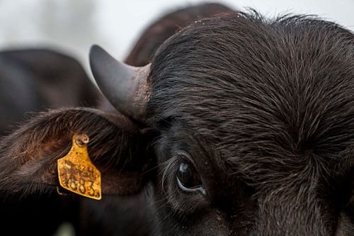 Detail van de Stier Intense Oogopslag en Textuur Buffel