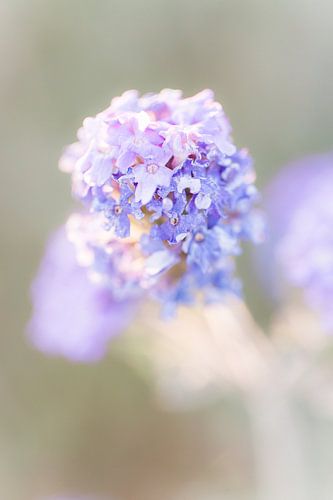 Nahaufnahme einer lila Blume