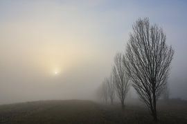 Populierenlaan bij de Nellenburg boven Stockach in dichte mist - Landkreis Konstanz van BlattArt - Christine Horn