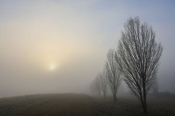 Populierenlaan bij de Nellenburg boven Stockach in dichte mist - Landkreis Konstanz van BlattArt - Christine Horn