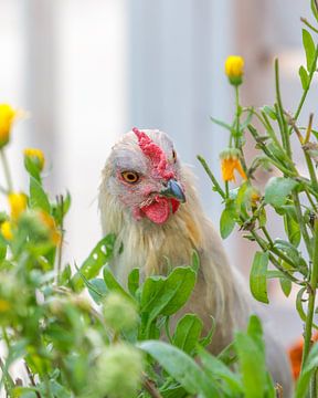 Huhn von Angelique Niehorster