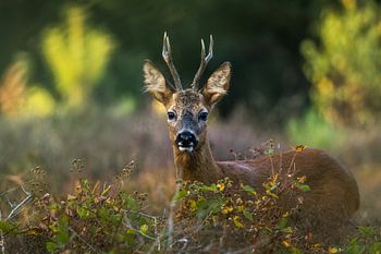 Roe deer,