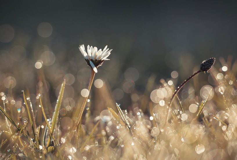 Blumen Teil 449 von Tania Perneel