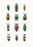 Rariteitenkabinet_Insecten_03