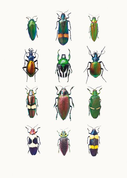 Curiosity Cabinet_Insects_03 by Marielle Leenders