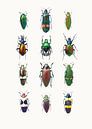 Curiosity Cabinet_Insects_03 by Marielle Leenders thumbnail