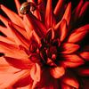 Flower still life Studio photography Dahlia by Coby