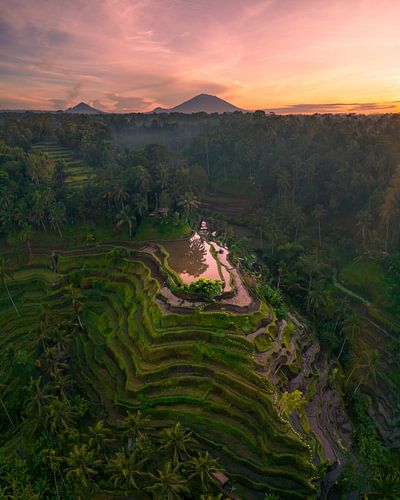 Zonsondergang boven de Rijstvelden van Tegallalang