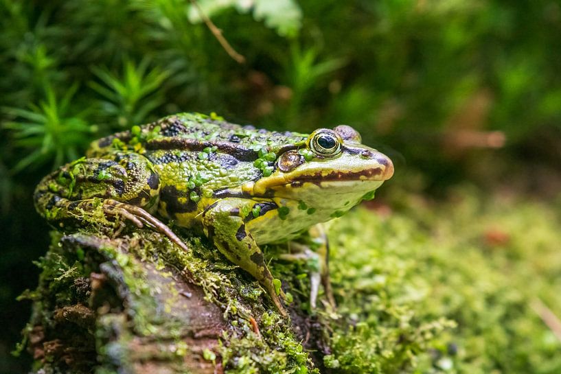 Green frog by Merijn Loch