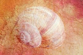 The fossil by Pieter van Roijen