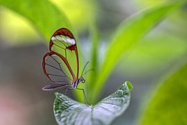 Glasvleugel vlinder - Glasswing butterfly van Albert Beukhof