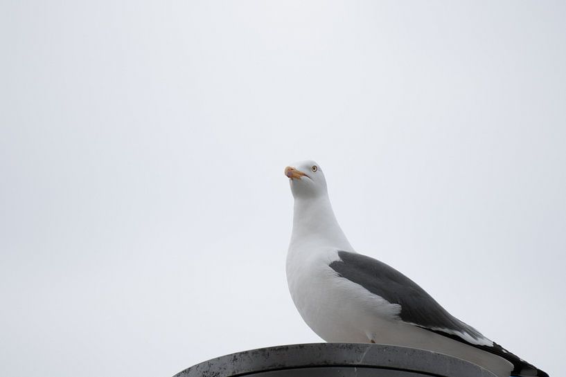 Seagull by Foto Studio Labie