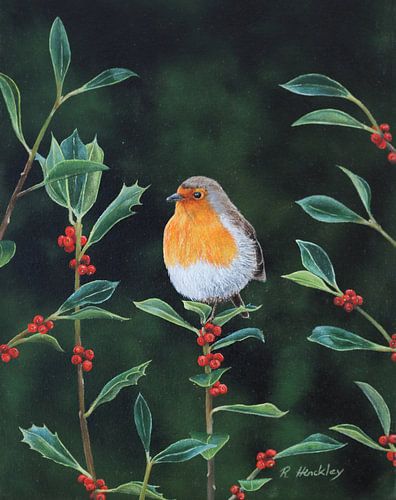 Robin in holly tree