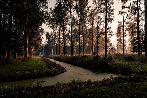Aufgehendes Sonnenlicht im Leeuwarder Bos