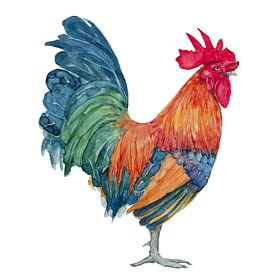 Rooster, colourful watercolorpaiting by Studio Heyki