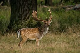Damn deer looking around by miranda tijssen