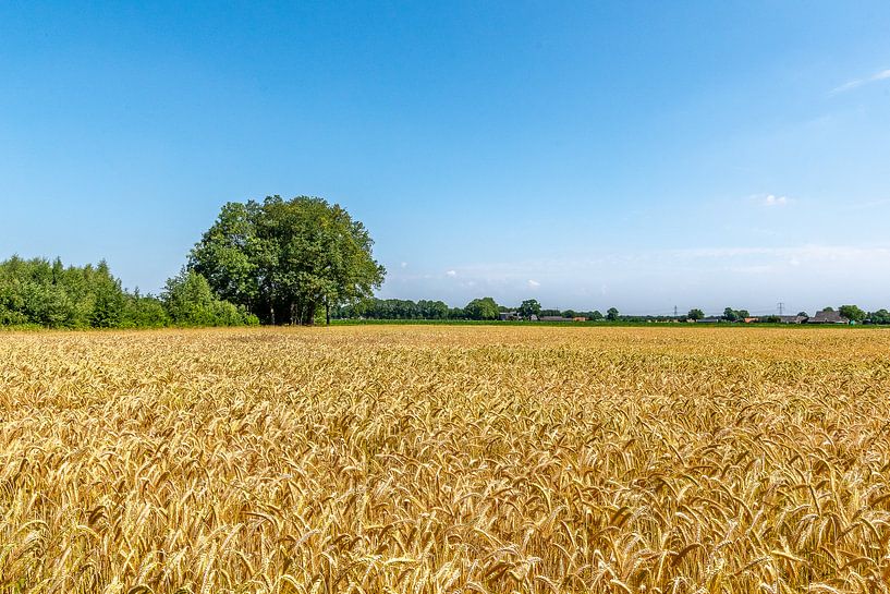 Twents landschap van Bas Greevink