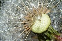 Dandelion closeup