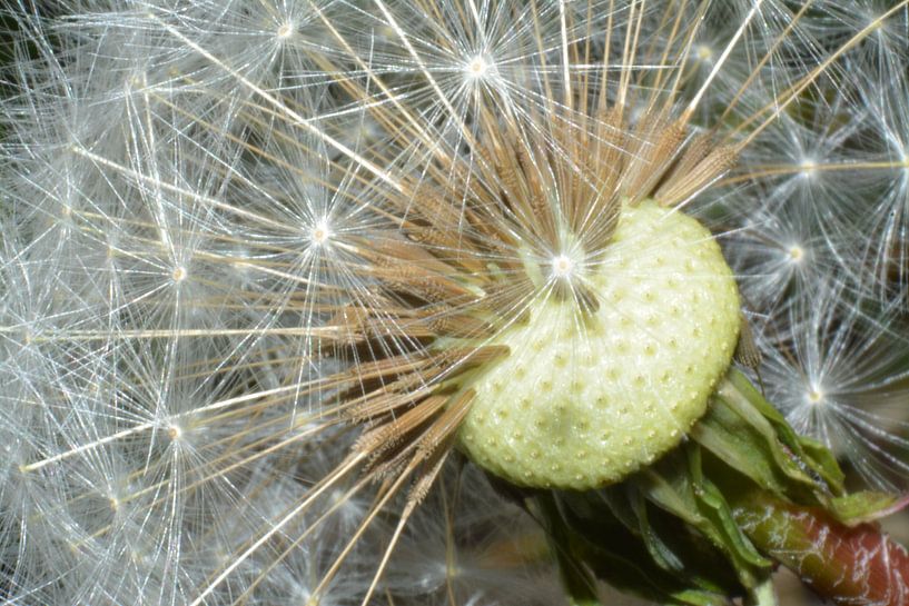 Vruchtpluis van de paardenbloem von Klaas Dozeman