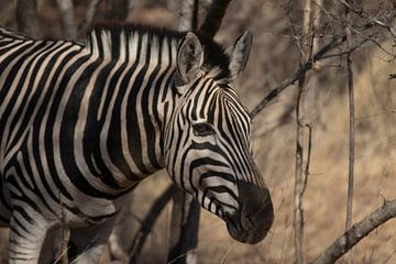 Zebra in Zuid-Afrika van Eveline van Beusichem