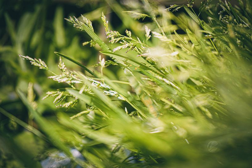 Le vert en ligne de mire par Daphne Groeneveld