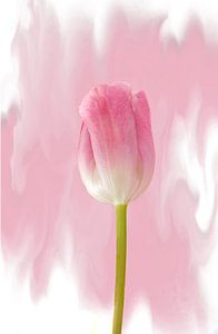 Tulpen solo von Roswitha Lorz