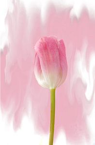 Tulipes en solo