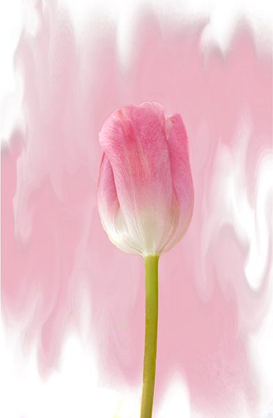 Tulipes en solo par Roswitha Lorz
