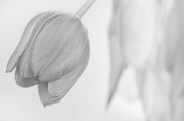 Tulip by Mario Creanza